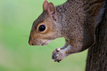 Cute closeup portrait of Eastern gray squirrel, sciurus carolinensis, hanging upside down on a tree trunk and holding peanut in paws