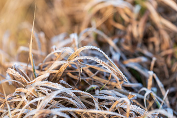 Zmarznięta trawa zimą © Anna Granat