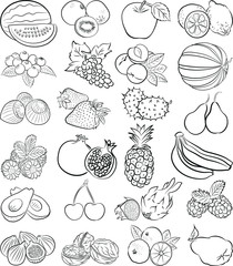 vector illustration of fruits in line art mode