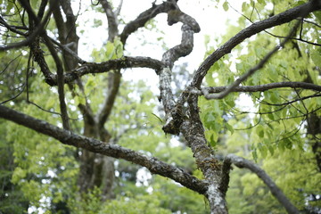 熊野古道　日本