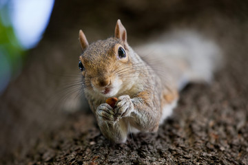 Cute Eastern gray squirrel, sciurus carolinensis, hanging upside down on a tree trunk and holding peanut in paws