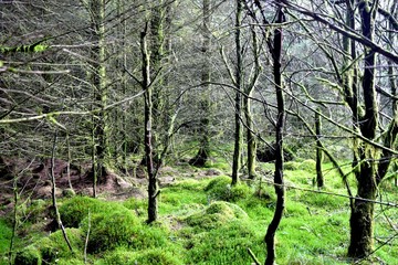 Grisdale Forest 