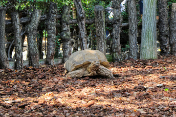 Portrait of an African spurred tortoise