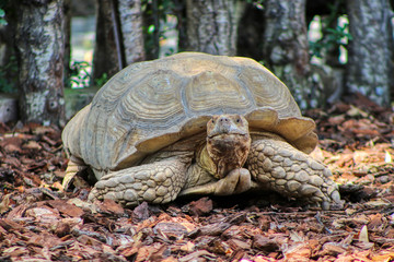 Portrait of an African spurred tortoise