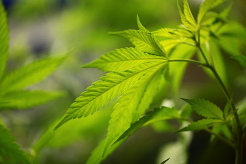 legal marijuana concept. Medical cannabis flag background