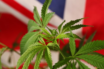 legal marijuana concept. Medical cannabis flag background