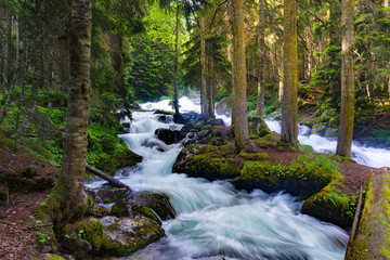 A stormy mountain river flows among huge stones in the forest slopes of the Caucasus Mountains.