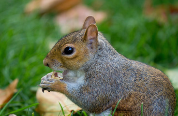 Cute Eastern gray squirrel, sciurus carolinensis, with bright black eyes and fluffy tail sitting and eating peanut in paws in autumn day