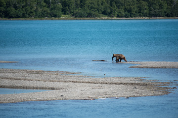 Grizzly at Katmai