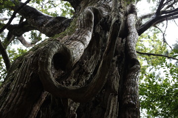 熊野古道　日本