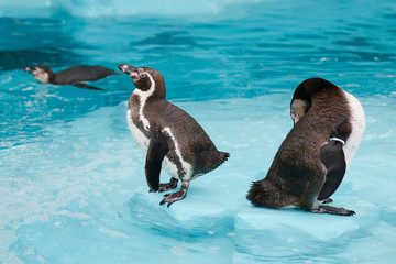 flock of Humboldt's penguins into the water.