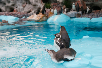 flock of Humboldt's penguins into the water.