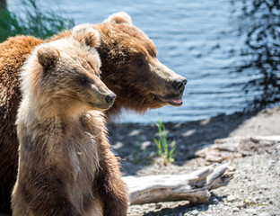 Fototapeta premium Grizzly at Katmai