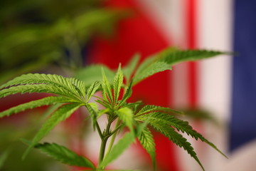 legal marijuana concept. Medical cannabis flag background