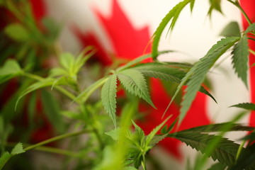 legal marijuana concept. Medical cannabis flag background