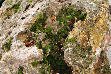 moss and lichens on jurassic limestone rock