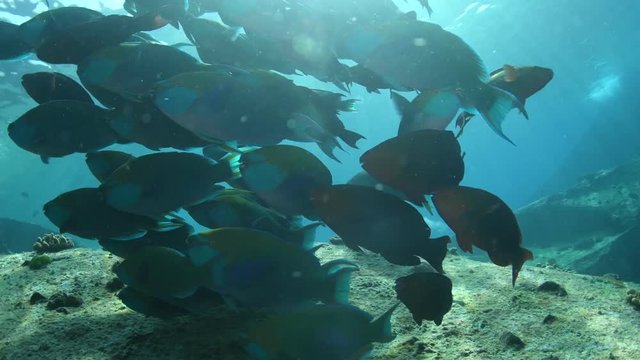 School of Greenthroat Parrotfish, Scarus prasiognathus in Andaman sea 