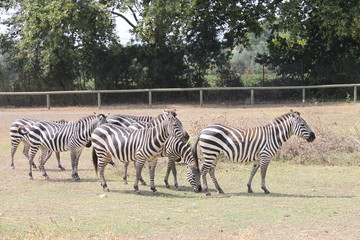 Fototapeta na wymiar zebra in africa reserve