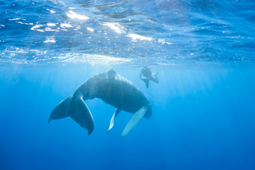 A Humpback whale, Megaptera novaeangliae, swims in the blue, sunlit waters of the Caribbean Sea. The Atlantic Humpback population migrates to the Caribbean to breed and give birth.