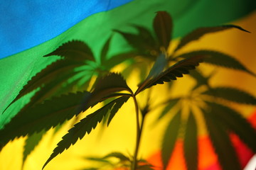 Fototapeta na wymiar legal marijuana concept. Medical cannabis flag background