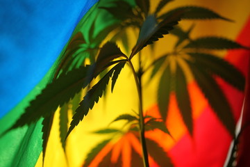 Fototapeta na wymiar legal marijuana concept. Medical cannabis flag background