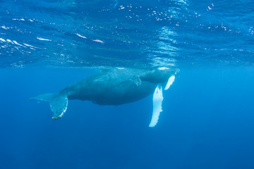 Obraz premium Mother and calf Humpback whales, Megaptera novaeangliae, swim in the blue, sunlit waters of the Caribbean Sea. The Atlantic Humpback population migrates to the Caribbean to breed and give birth.