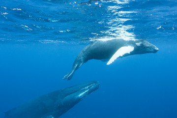 Naklejka premium Mother and calf Humpback whales, Megaptera novaeangliae, swim in the blue, sunlit waters of the Caribbean Sea. The Atlantic Humpback population migrates to the Caribbean to breed and give birth.