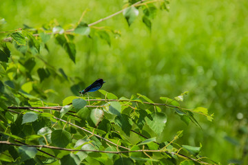 blue dragonfly on a branch