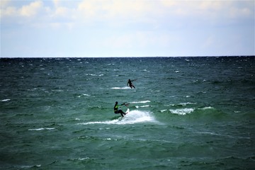 dolphin in water