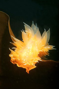 Nudibranch or Sea Slug (Dirona pellucida), Sea of Japan, Primorsky Krai, Russia, Europe