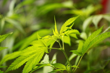 legal marijuana concept. Medical cannabis flag background