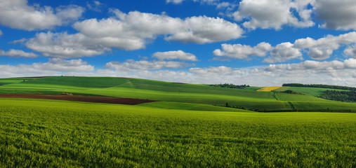 Green field full of wheat and cloudly sky panoramic view