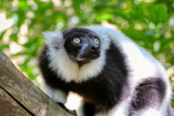 Black and white ruffed lemur on a branch © Massimo Todaro