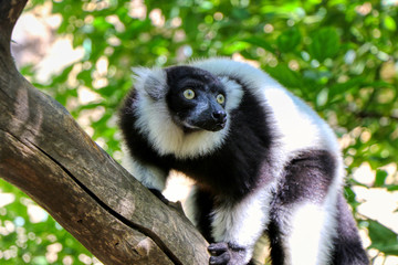 Black and white ruffed lemur on a branch