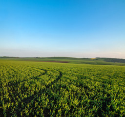 Fototapeta na wymiar Green field full of wheat and blue sky