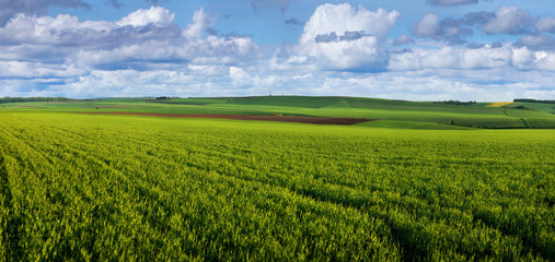 Green field full of wheat and cloudly sky