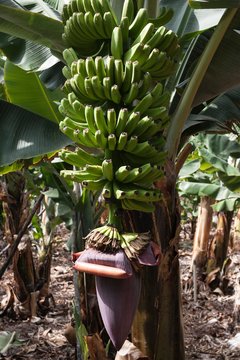 Canary Islands bananas (Musa sp.), banana tree and inflorescence, La Palma, Canary Islands, Spain, Europe