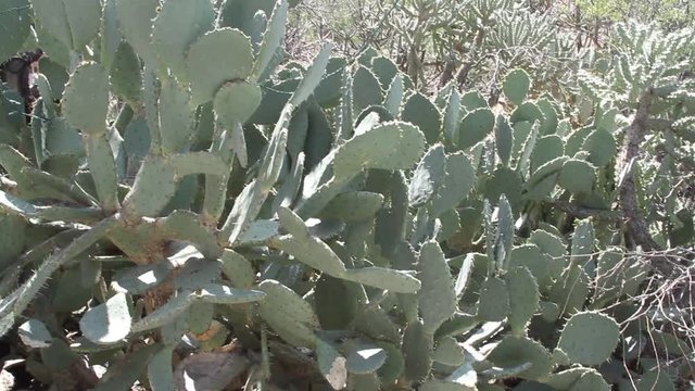 Prickly pear cactus