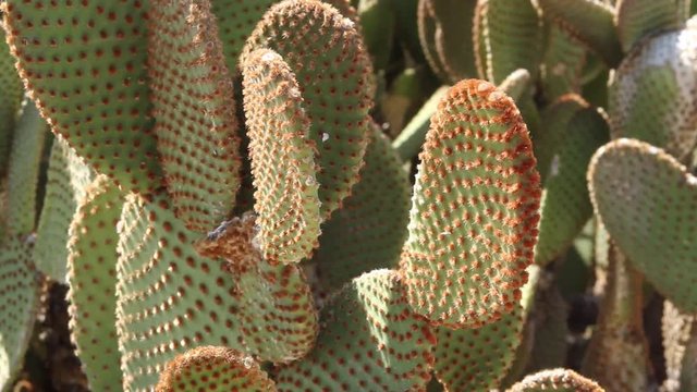 Prickly pear cactus