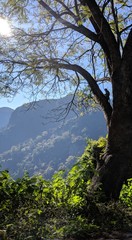 tree in mountains