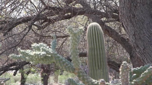 Saguaro cactus with cholla