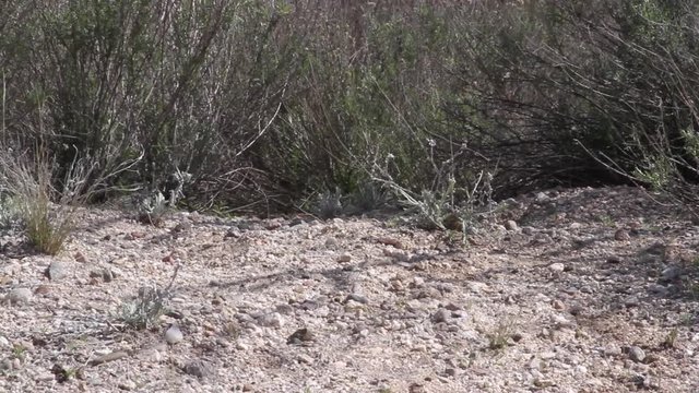 Desert scrub brush