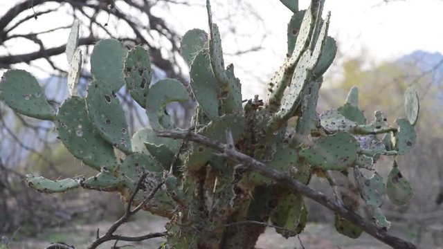 Dying prickly pear cactus