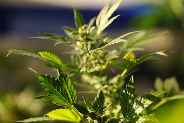 legal marijuana concept. Medical cannabis flag background