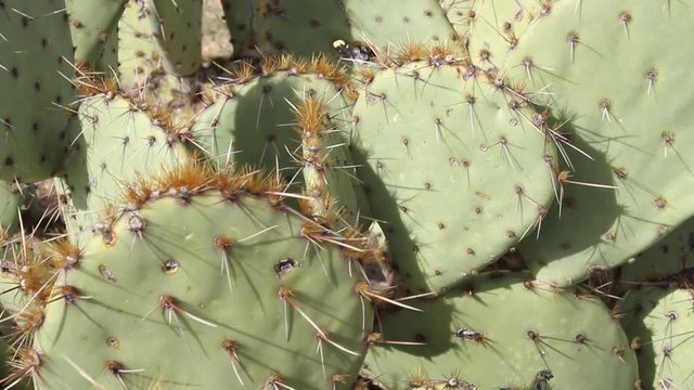 Prickly pear cactus