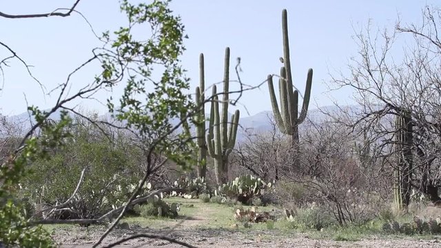 Saguaro cactus in the desrt