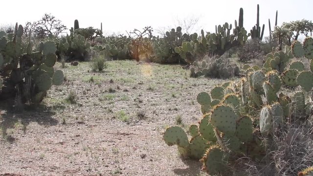Prickly pear cactus
