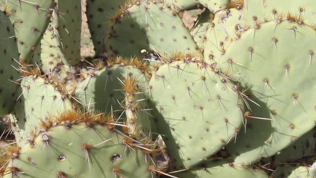 Prickly pear cactus