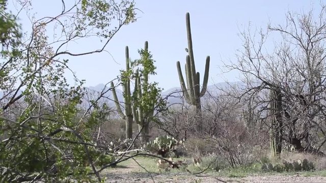 Saguaro cactus in the desrt