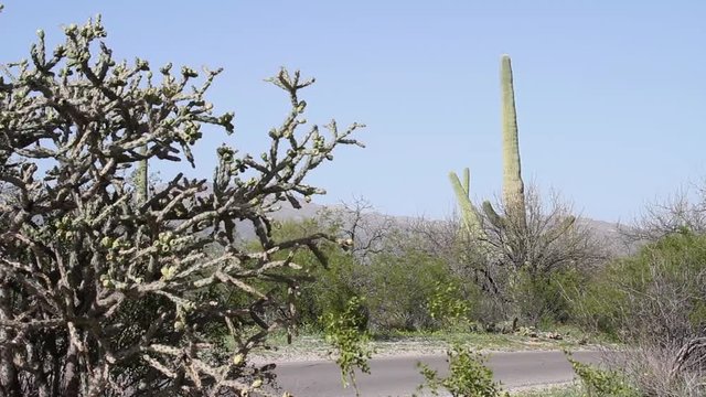 Saguaro cactus in the desrt